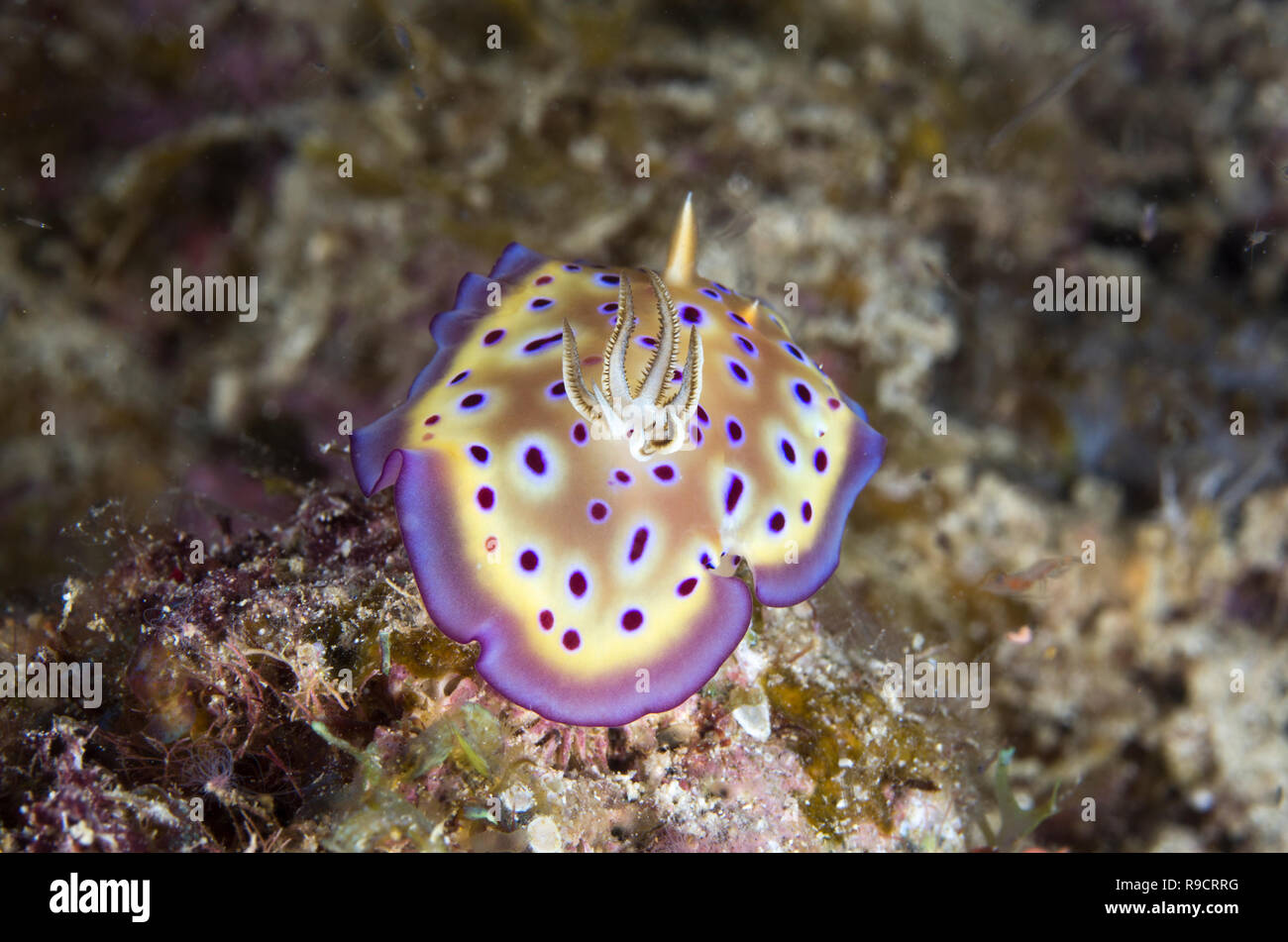Nudibranch ( sea slug ) Goniobranchus kuniei / Chomodoris kuniei - Scuba diving in Okinawa, Japan Stock Photo