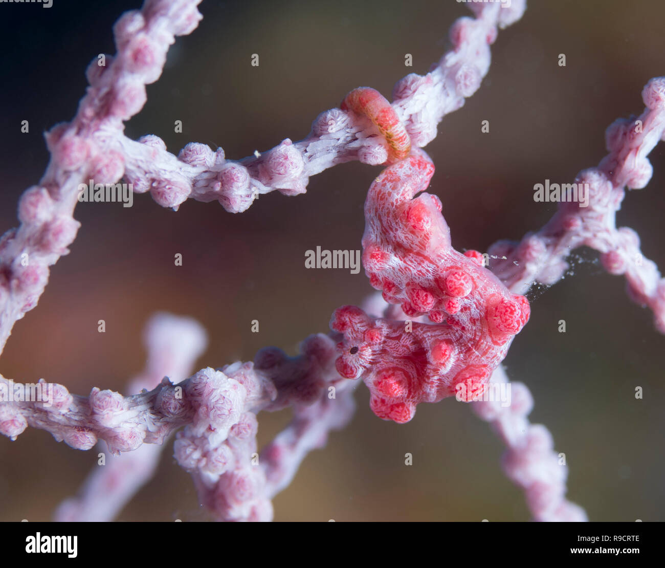 Pygmy seahorse Hippocampus bargibanti. on Muricella sp. gogorian sea fan  @ Cape Zanpa, Okinawa, Japan. Stock Photo