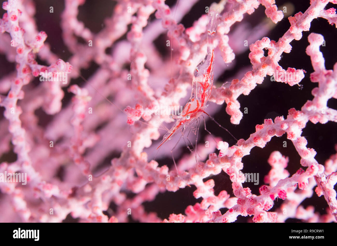 Periclimenes psamathe Seafan shrimp (  Palaemonidae /  caridean shrimp  ) on Muricella sp. gogorian sea fan  @ Cape Zanpa, Okinawa, Japan. Stock Photo