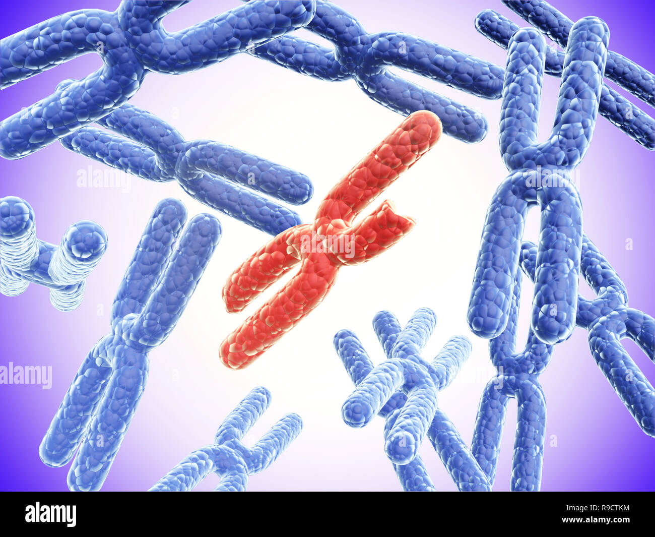 Хромосомы и их наборы в клетках. Хромосомы. Набор хромосом в половых клетках. Хромосомы и их наборы в клетках. Кариотип строение и функции.