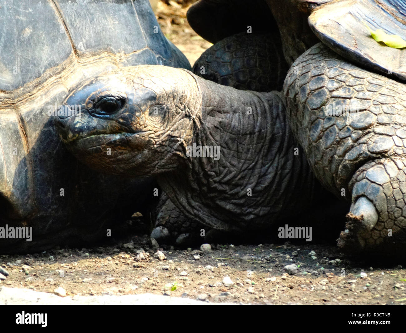 Head of a giant tortoise Stock Photo