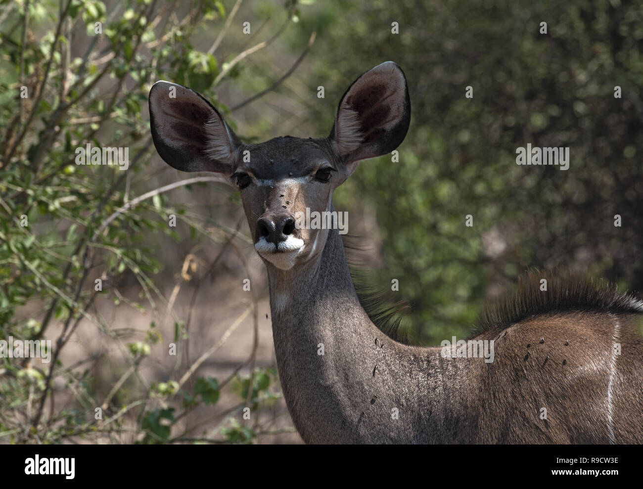 Greater Kudu female portrait in Chobe national park, Botswana Stock Photo