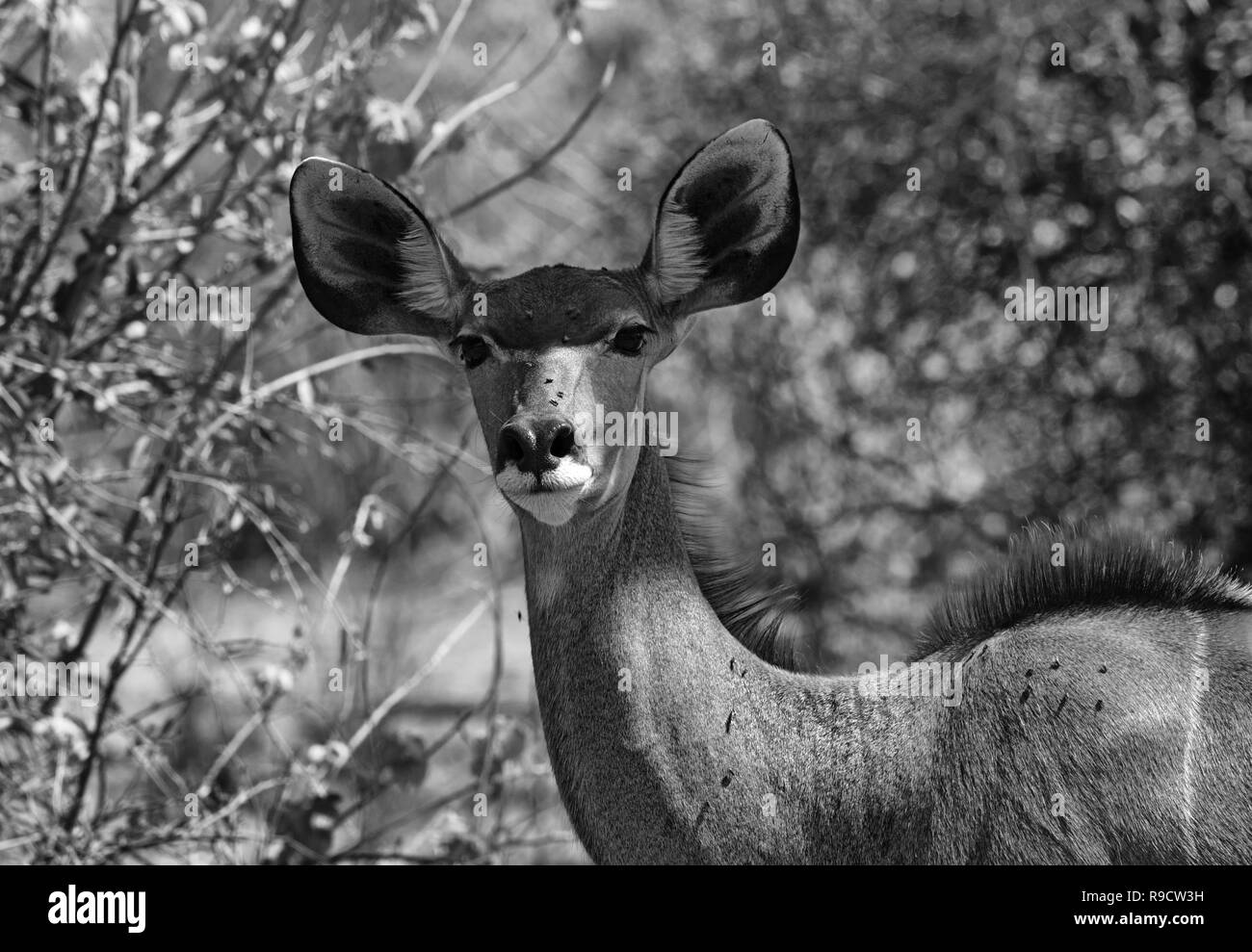 Greater Kudu female portrait in black and white Stock Photo