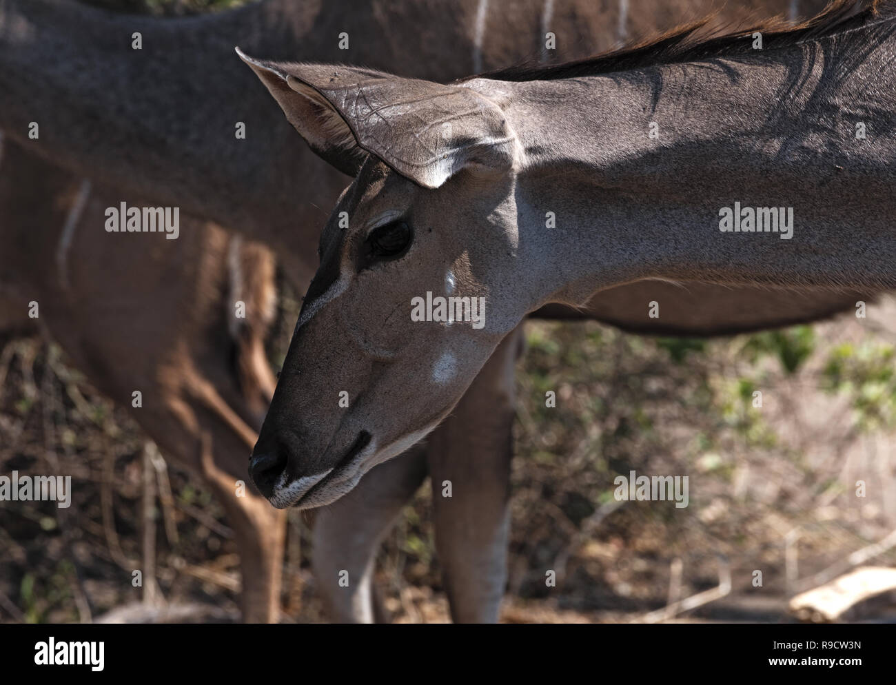 Greater Kudu female portrait in Chobe national park, Botswana Stock Photo