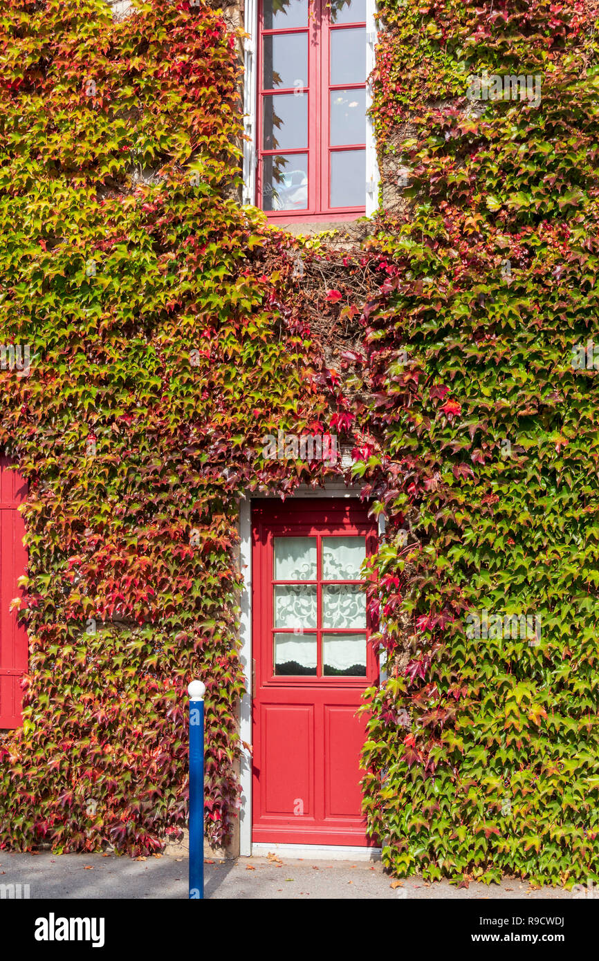 House overgrown with colourful ivy in autumn with red shutters and doors. Stock Photo