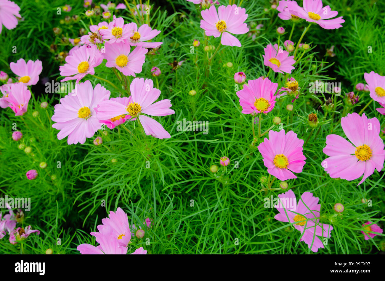 Beautiful purple summer flowers hi-res stock photography and images - Alamy