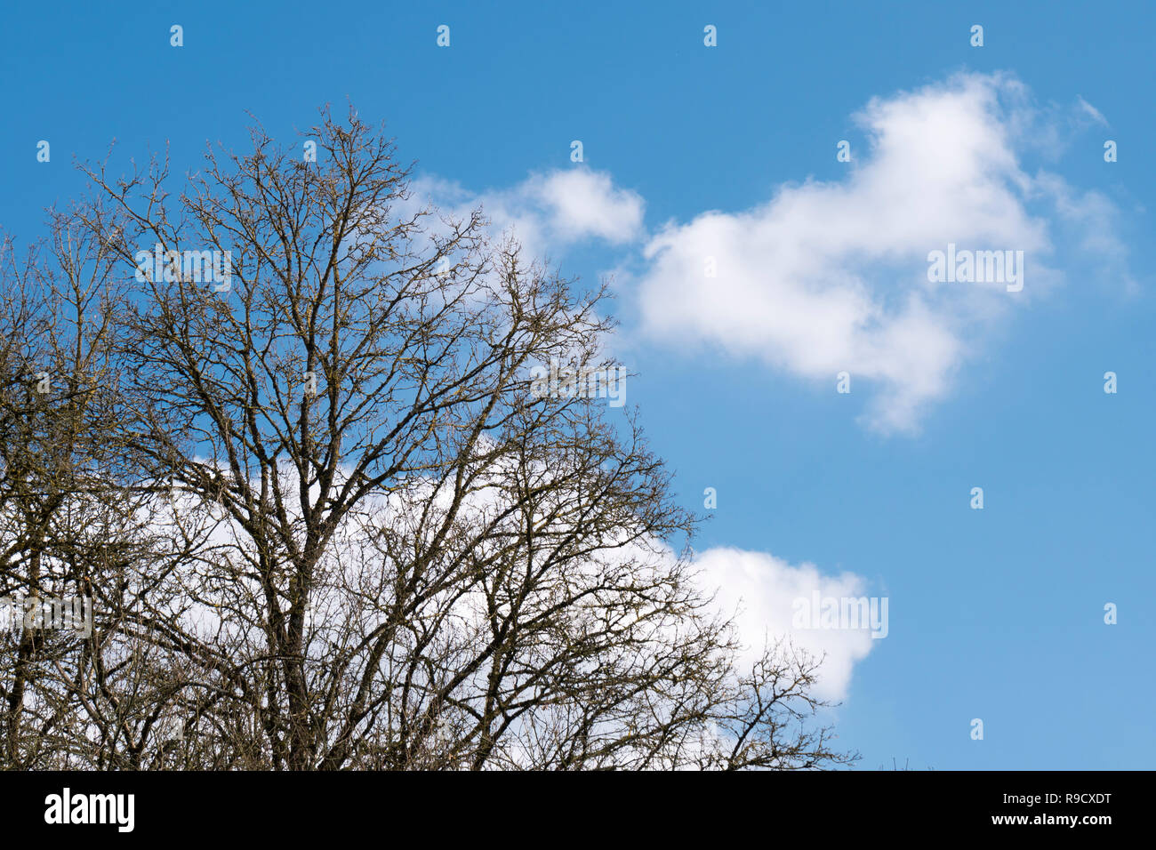A bare tree in front of the blue sky with white clouds Stock Photo - Alamy