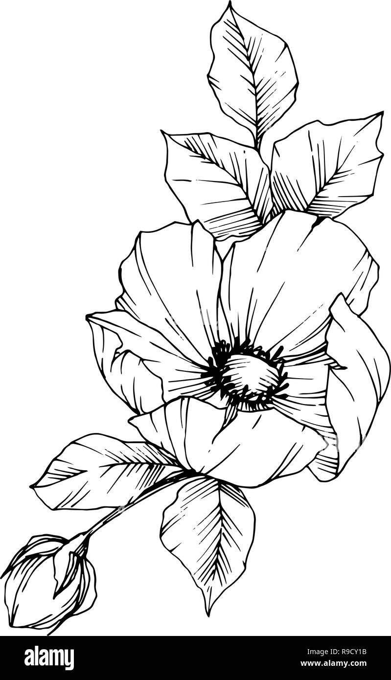 Vector Rosa canina flower. Black and white engraved ink art. Isolated ...