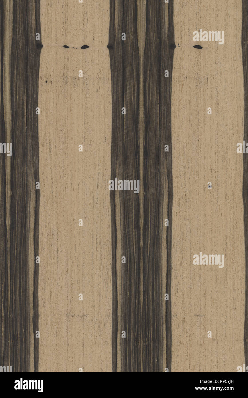 african ebony tree wooden structure texture background wallpaper Stock ...