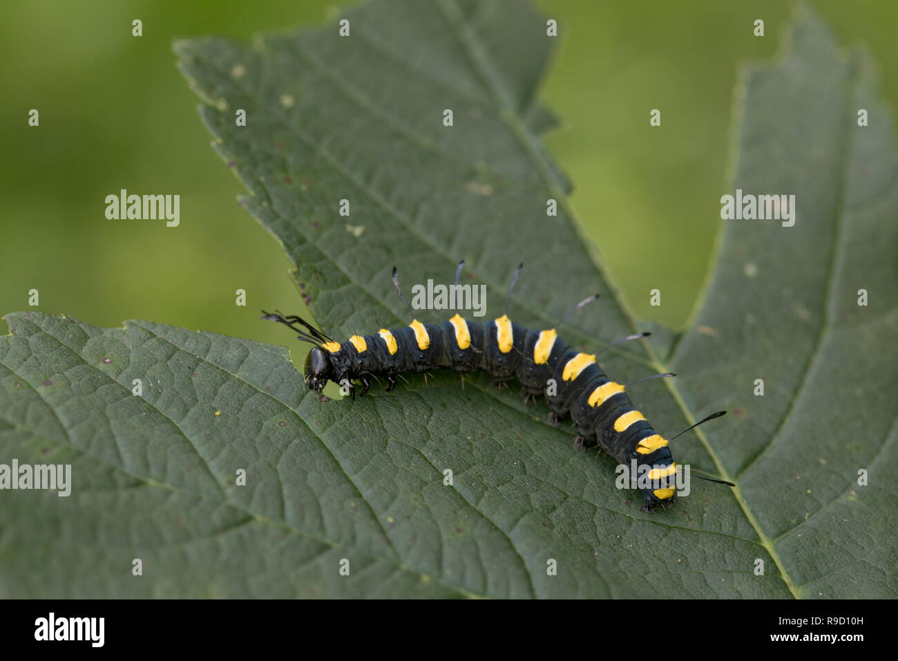 Alder Moth Larva; Acronicta alni Single Feeding on Leaf Cornwall; UK Stock Photo