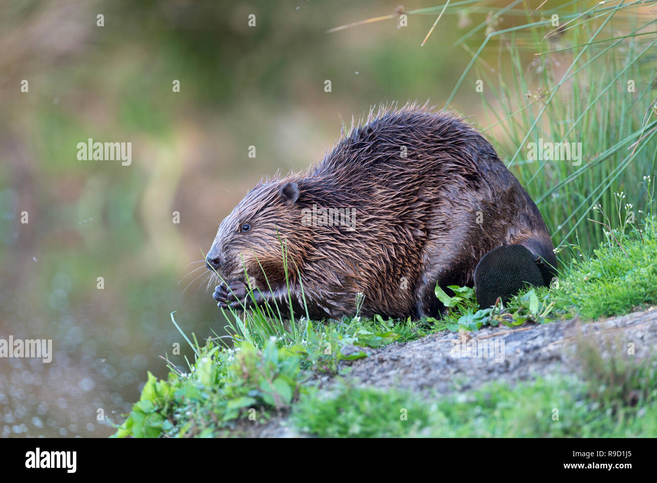 Beaver; Castor fiber; Eating; UK Stock Photo