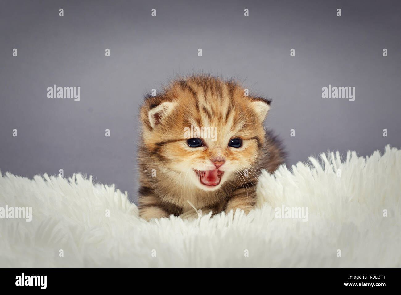 Little, meowing British kitten lying on white fur Stock Photo