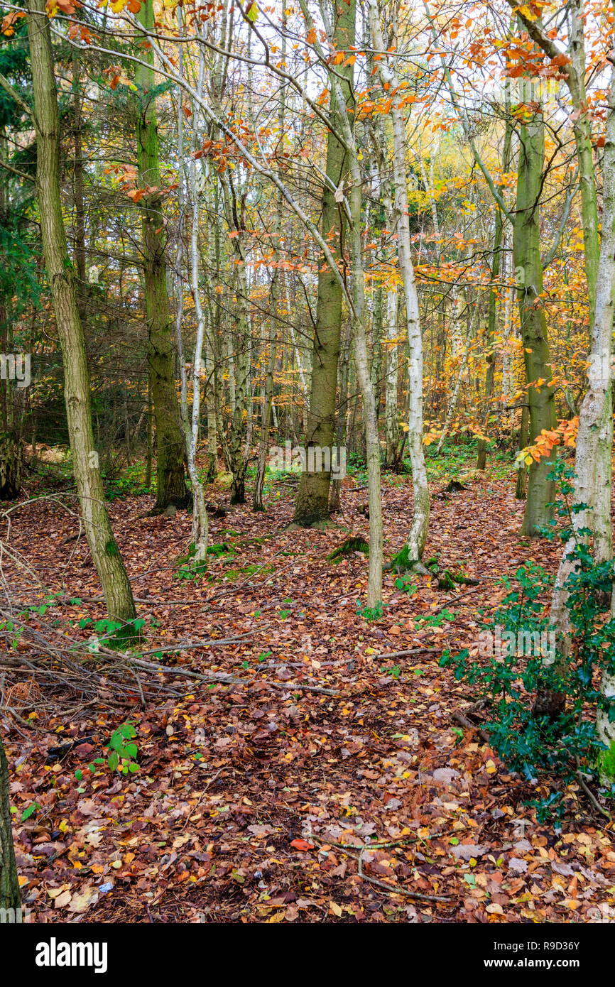 Woodland scene. Autumn time, yellow brown fallen leaves on woodland ...