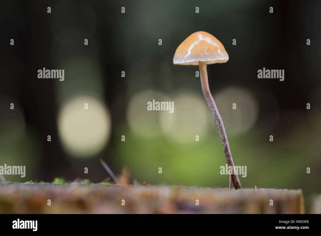 Bokeh on Fungus; Cornwall; UK Stock Photo