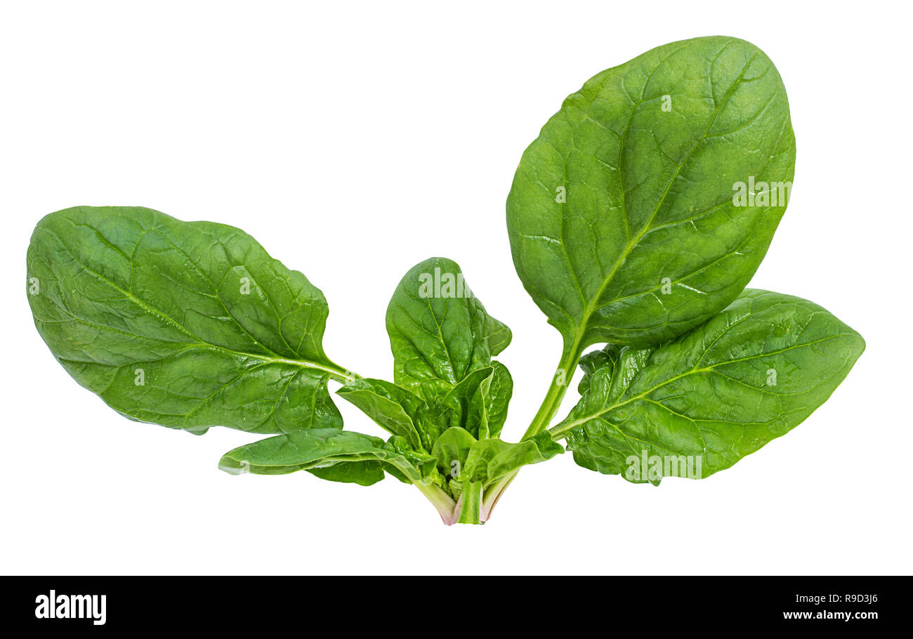 Spinach Isolated on a white background Stock Photo - Alamy
