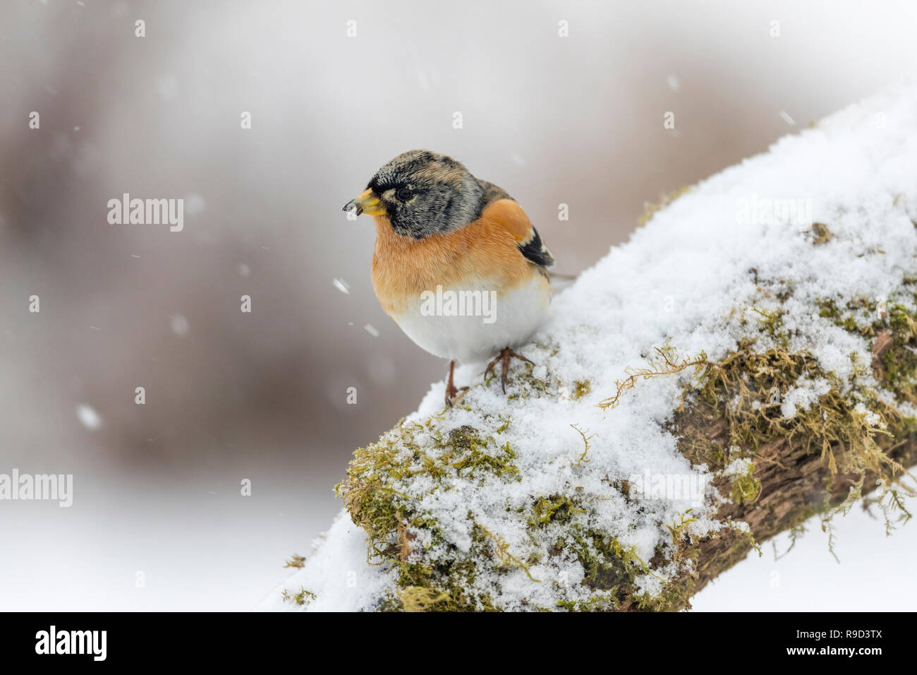 Brambling; Fringilla montifringilla Single Male in Snow Cornwall; UK Stock Photo