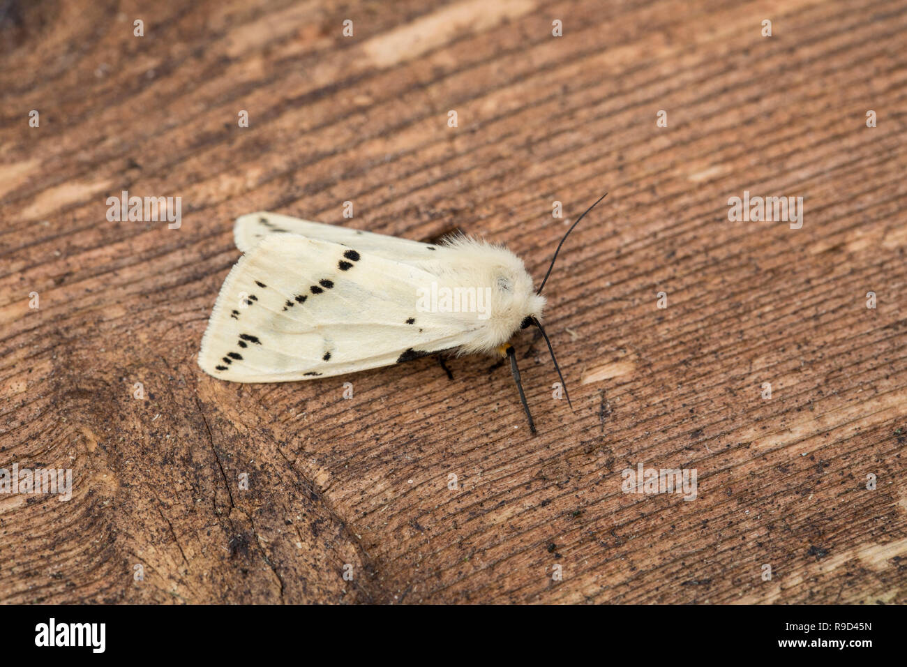 Buff ermine moth uk hi-res stock photography and images - Alamy