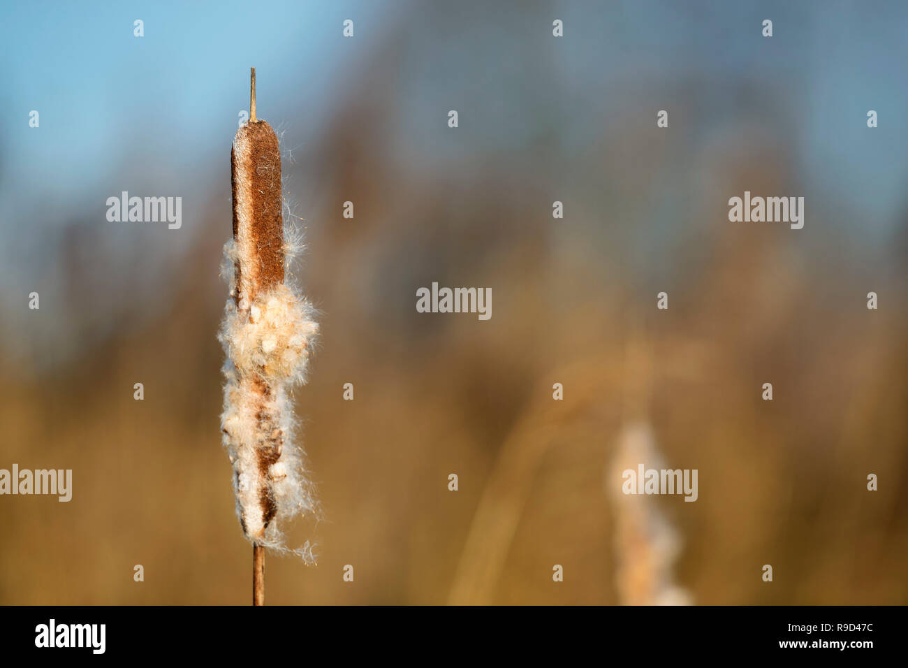 Bulrush; Somerset; UK Stock Photo