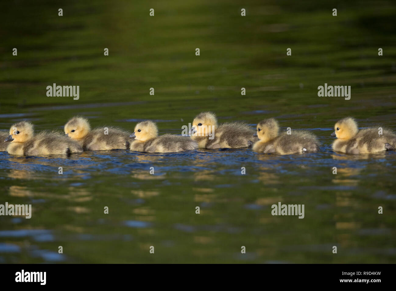 Canada Goose; Branta canadensis Six; Goslings Swimming Cornwall; UK Stock Photo