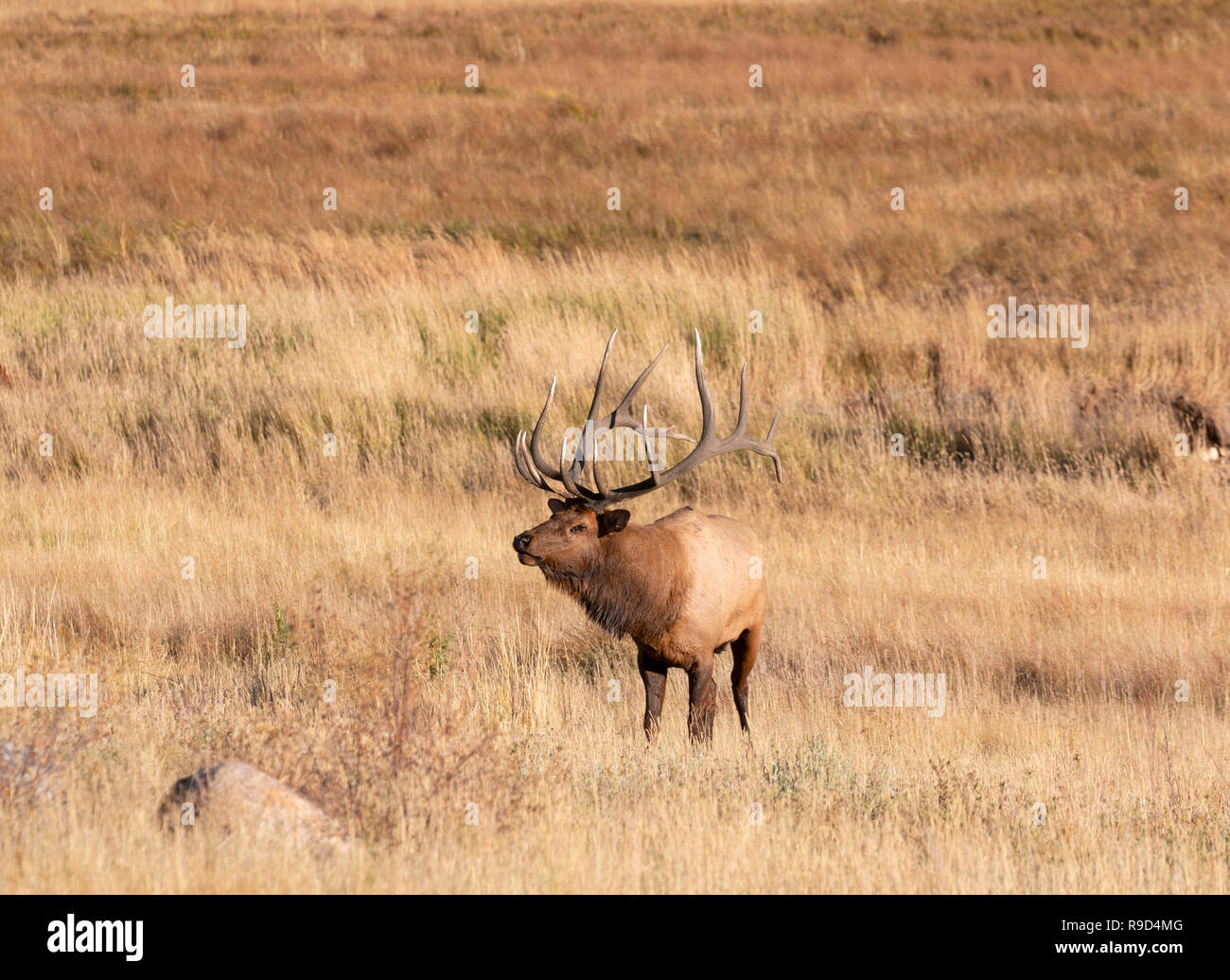 Rocky mountains animals hi-res stock photography and images - Alamy