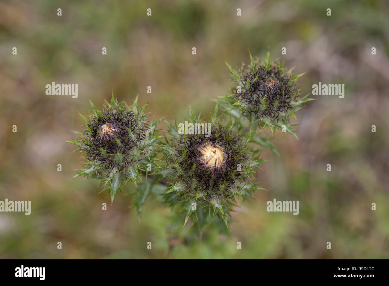 Carline Thistle; Carlina vulgaris Buds Cornwall; UK Stock Photo