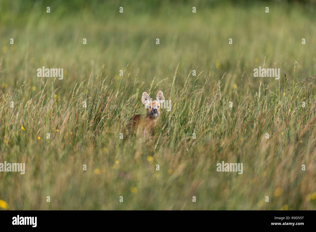 Chinese Water Deer; Hydropotes inermis Norfolk; UK Stock Photo