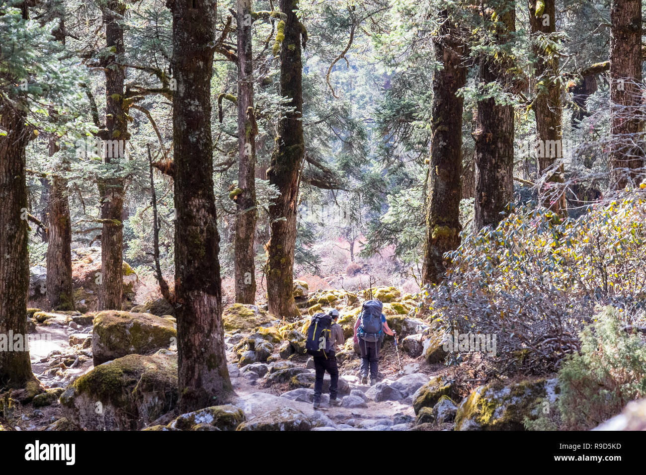 Trekkers walking through woodland on the later stages of the Manaslu Circuit trek in the Nepal Himalayas Stock Photo