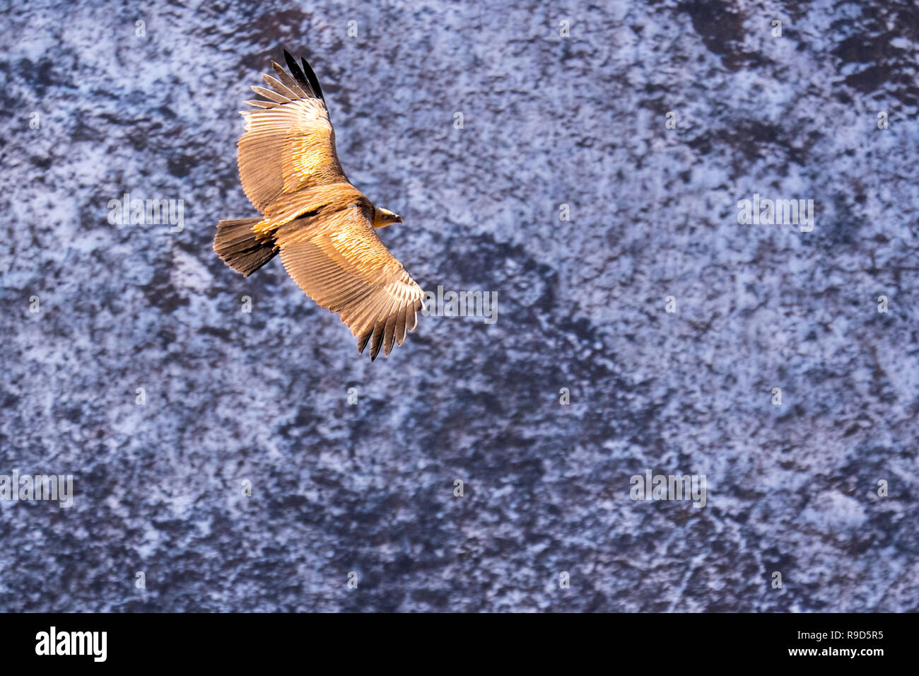 Himalayan vulture or Himalayan griffon vulture in flight in the Manaslu region of the Nepal Himalayas Stock Photo