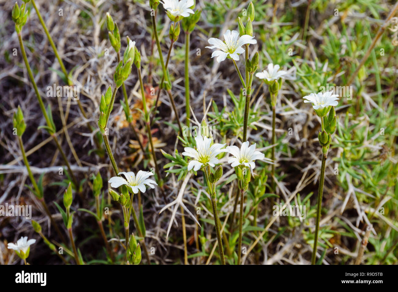 Spring Wildflowers in Patagonia, Argentina Stock Photo - Alamy