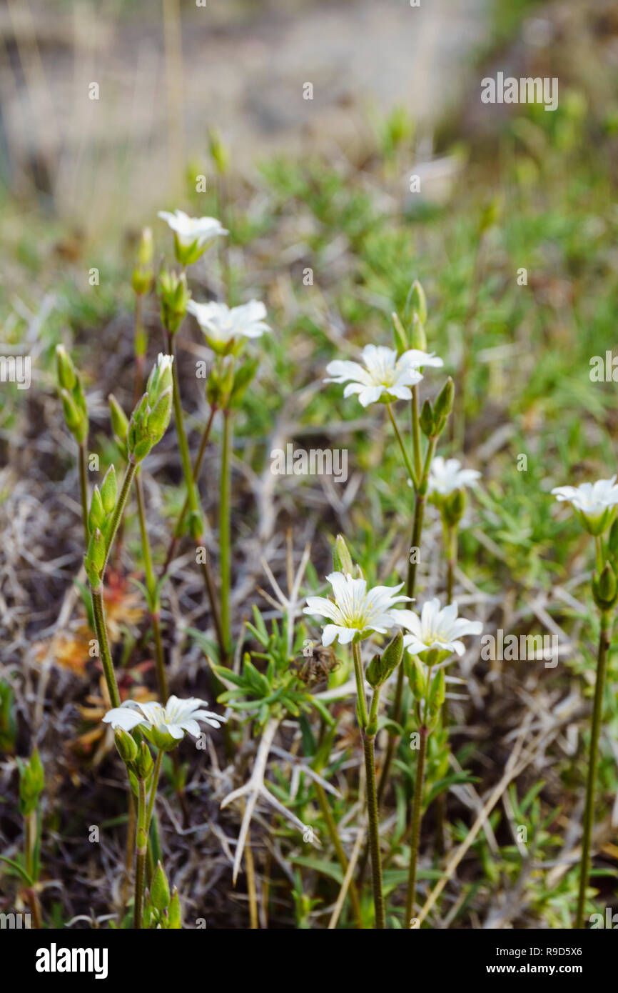 Spring Wildflowers in Patagonia, Argentina Stock Photo - Alamy