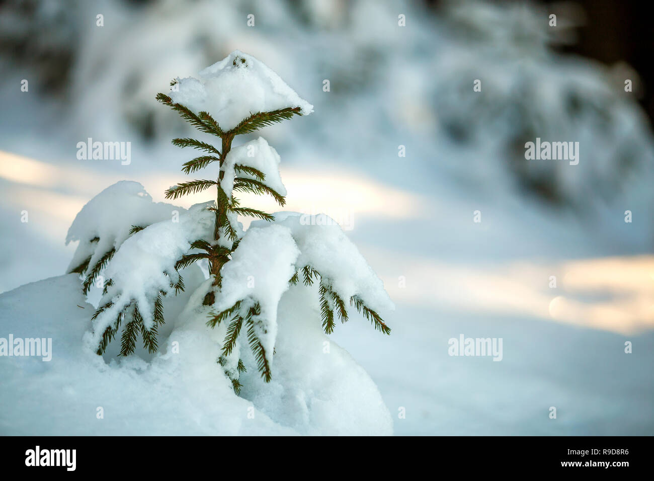 Young tender spruce tree with green needles covered with deep snow and ...