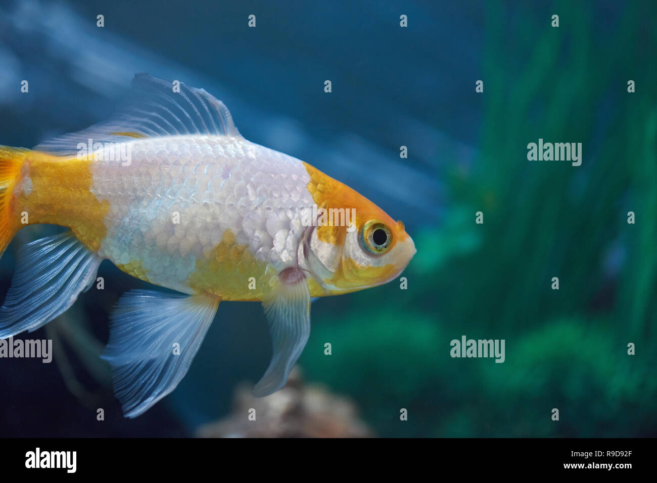 One swimming gold fish in blue aquarium water Stock Photo
