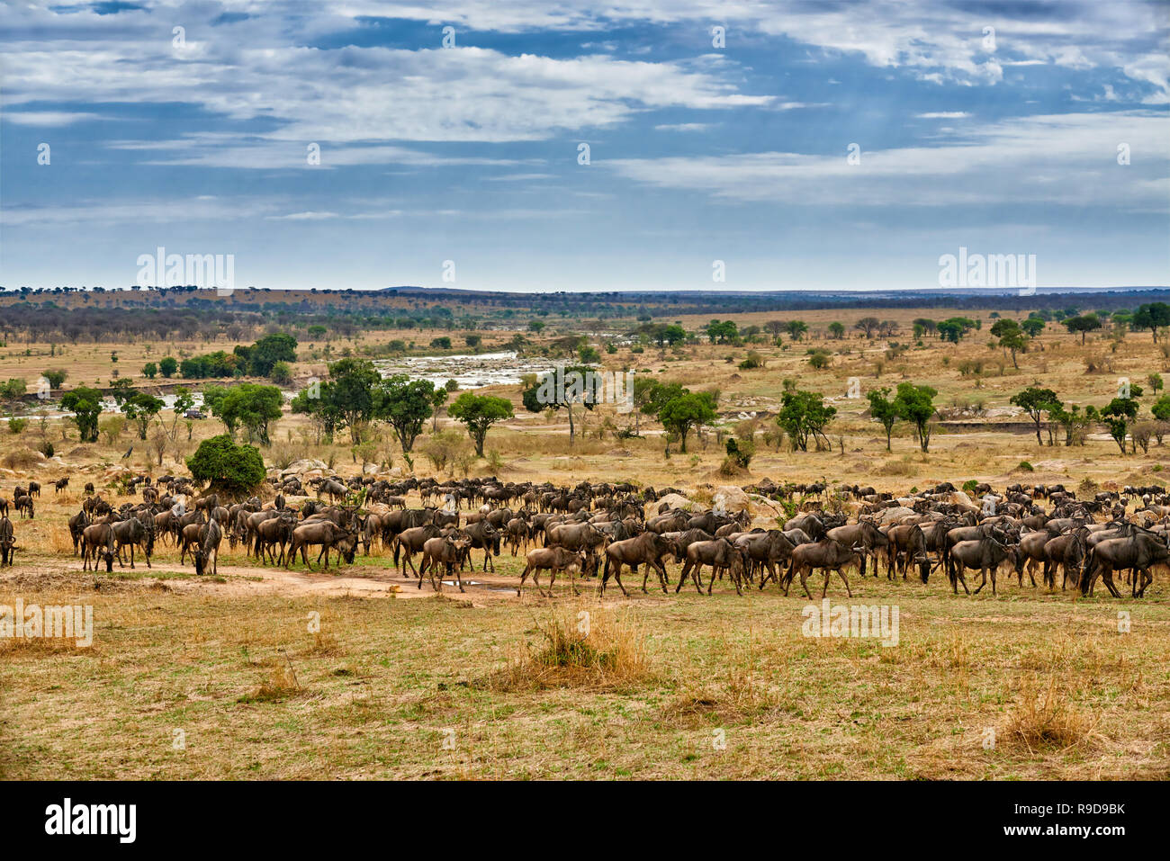 herd of white-bearded wildebeest (Connochaetes taurinus mearnsi) on annual migration, Serengeti National Park, UNESCO world heritage site, Tanzania, A Stock Photo