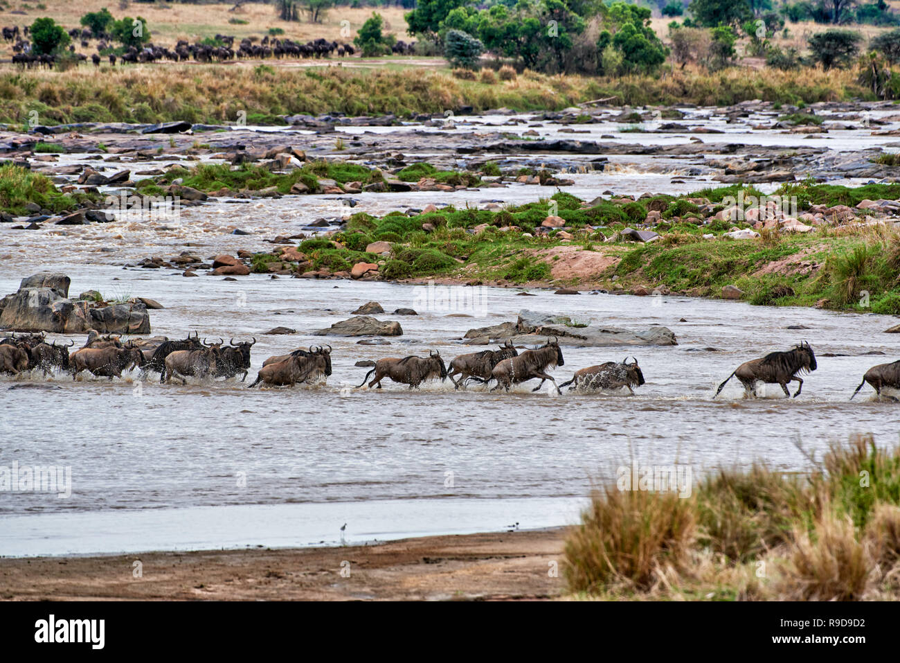 herd of white-bearded wildebeest (Connochaetes taurinus mearnsi) crossing Mara River on annual migration, Serengeti National Park, UNESCO world herita Stock Photo