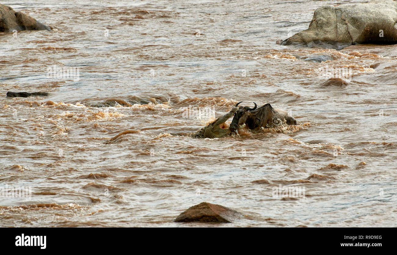 Nile crocodile (Crocodylus niloticus) snapping white-bearded wildebeest (Connochaetes taurinus mearnsi) during crossing Mara River on annual migration Stock Photo