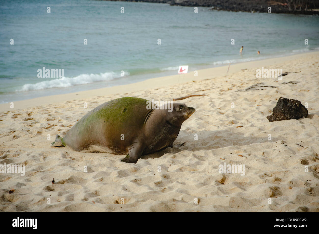 Endangered Hawaiian Monk Seal resting on a white sand beach, Big island Hawaii Stock Photo