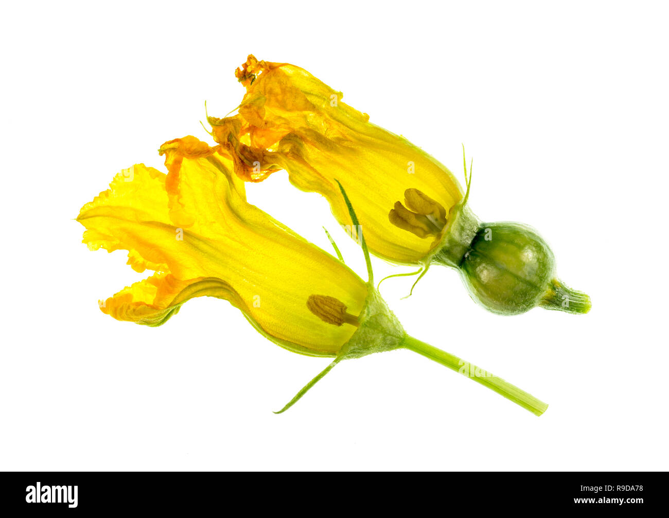 Male female pumpkin flower Cut Out Stock Images & Pictures - Alamy