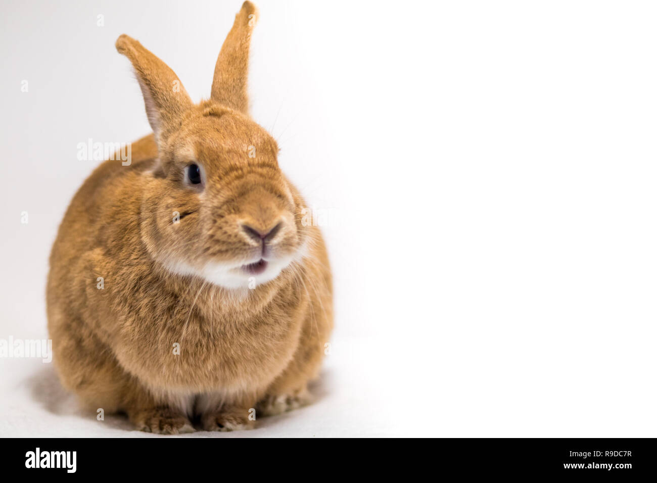 Adorable rufus bunny rabbit makes funny expressions on white background ...