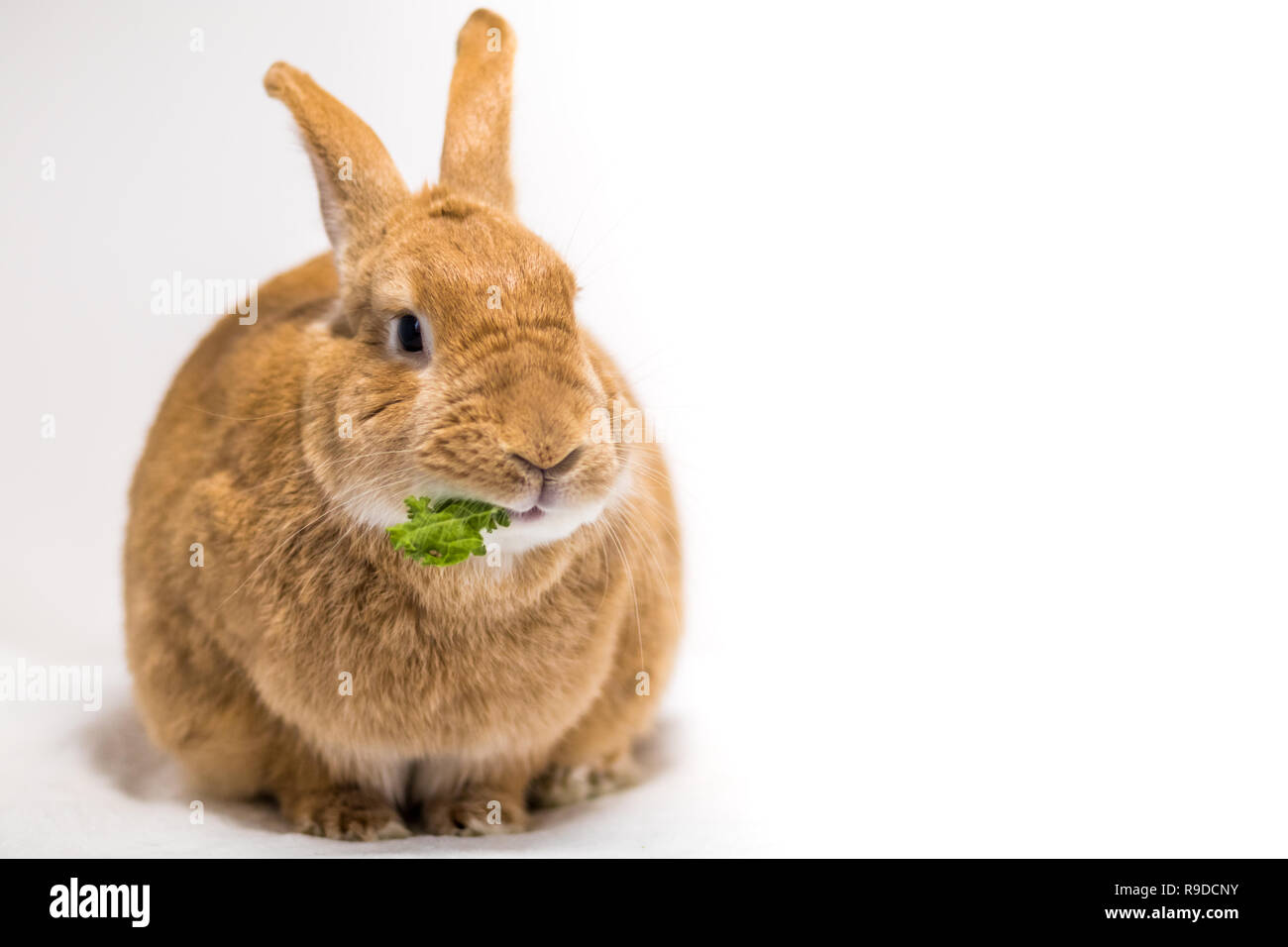Adorable rufus bunny rabbit makes funny expressions on white background ...