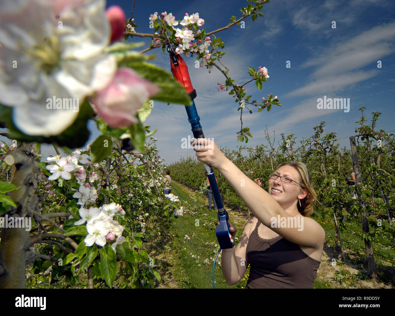 23.04.2007, Duerrweitzschen, Saxony, Germany - Christin Hettwer from Grimma cuts the apple trees on a plantation company Sachsen fruit. 0UX070423D447C Stock Photo