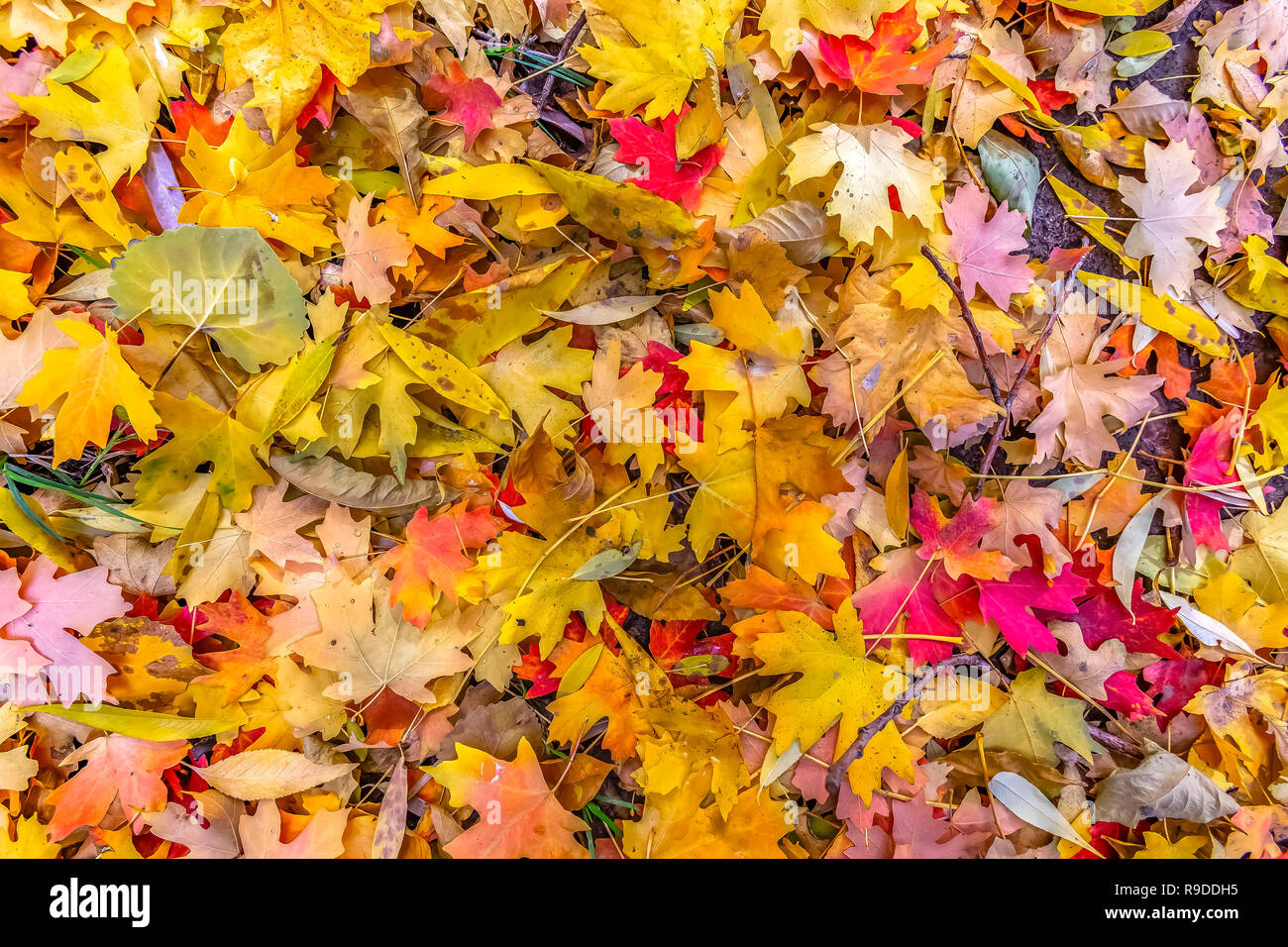 Autumn season with colorful fallen leaves in Utah Stock Photo