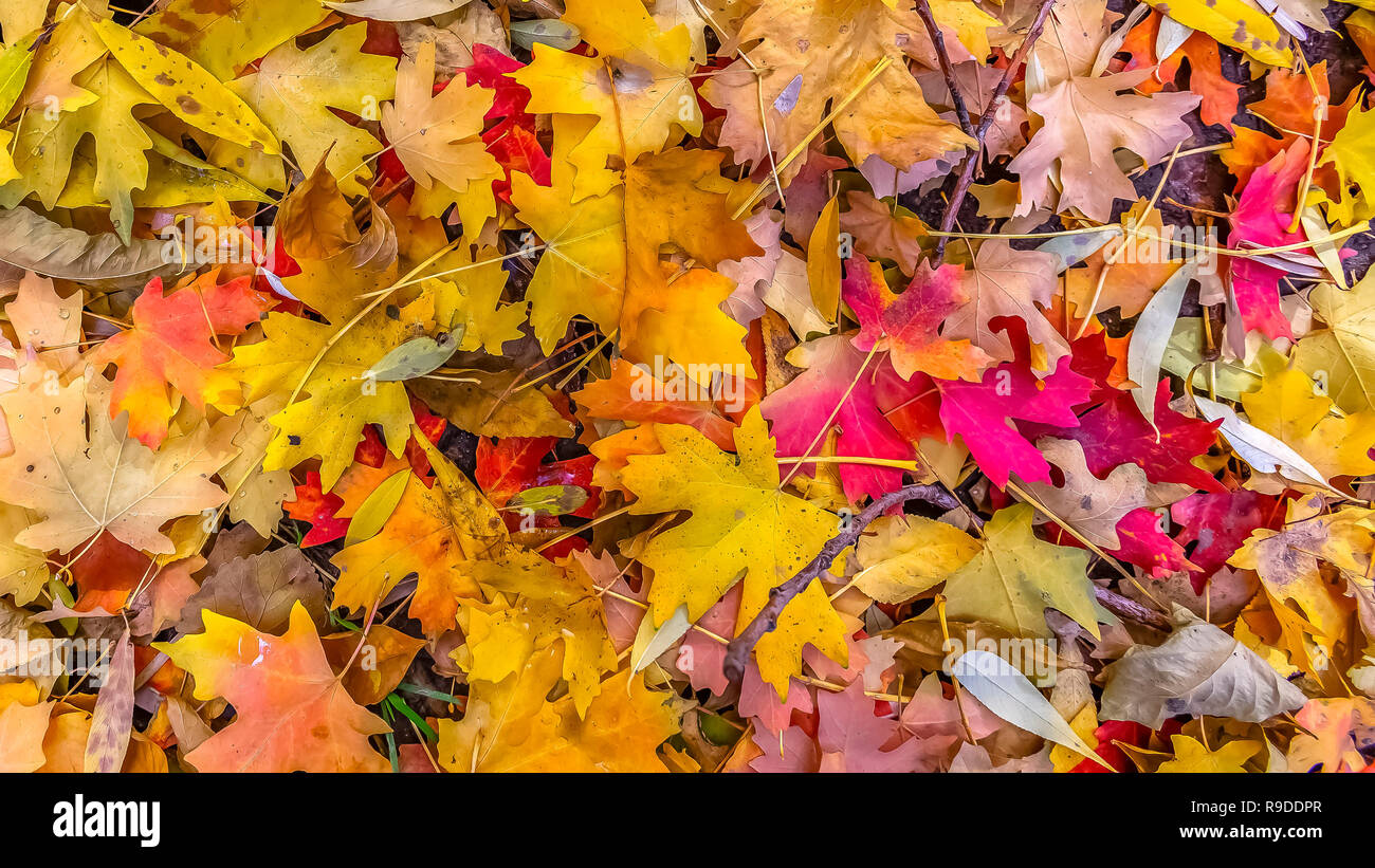 Colorful autumn leaves on ground in Salt Lake City Stock Photo