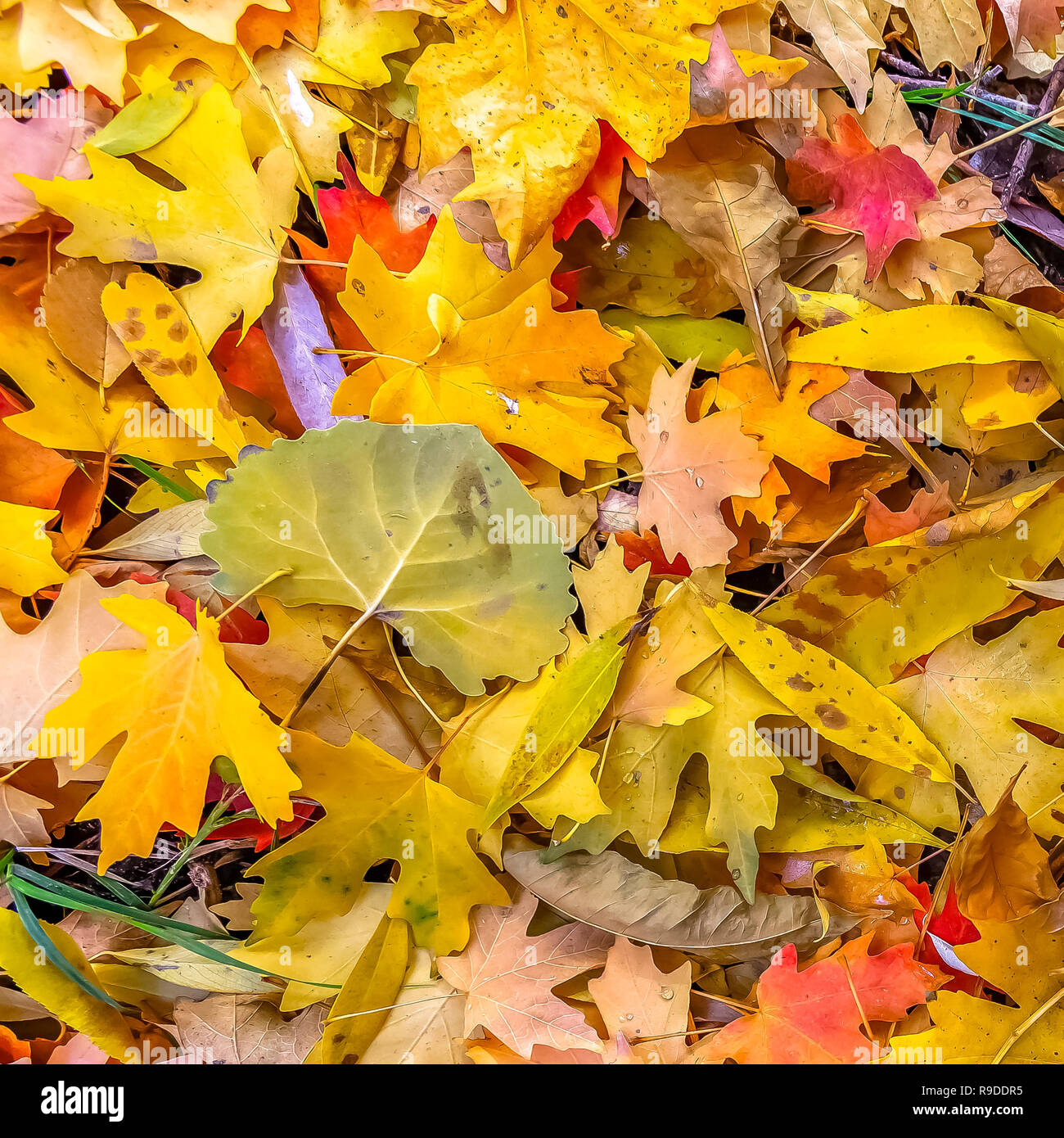 Colorful dry leaves on the ground lit by sunlight Stock Photo