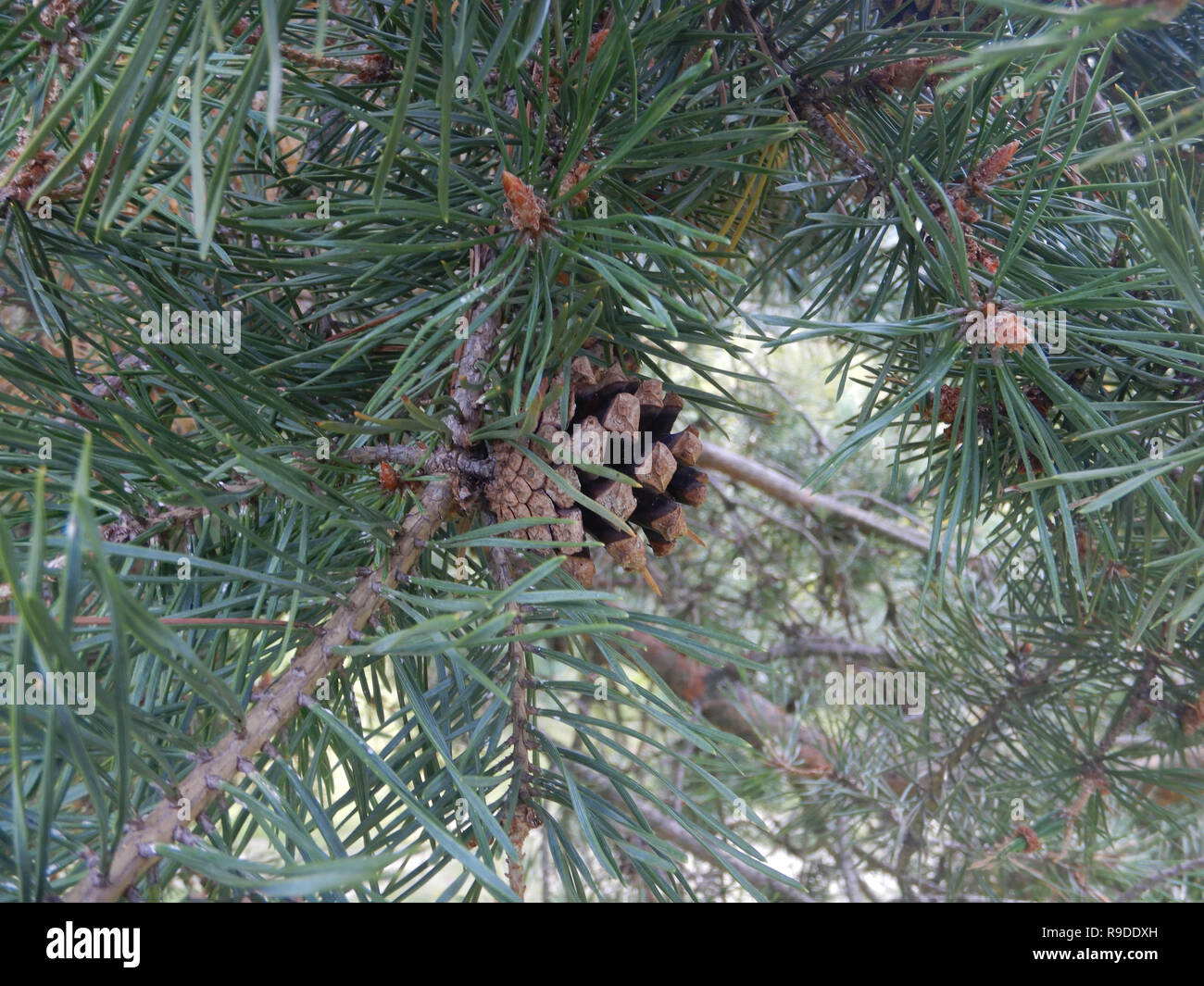 Two pine cones on a branch Stock Photo