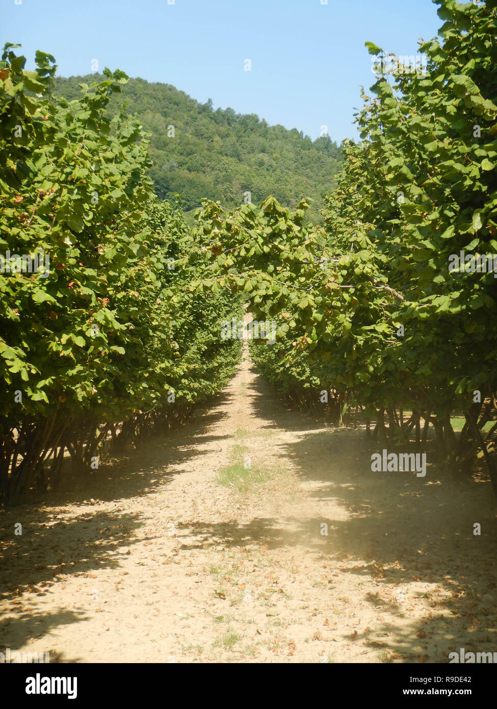 Hazelnuts in Cortemilia, Piedmont, Italy Stock Photo Alamy
