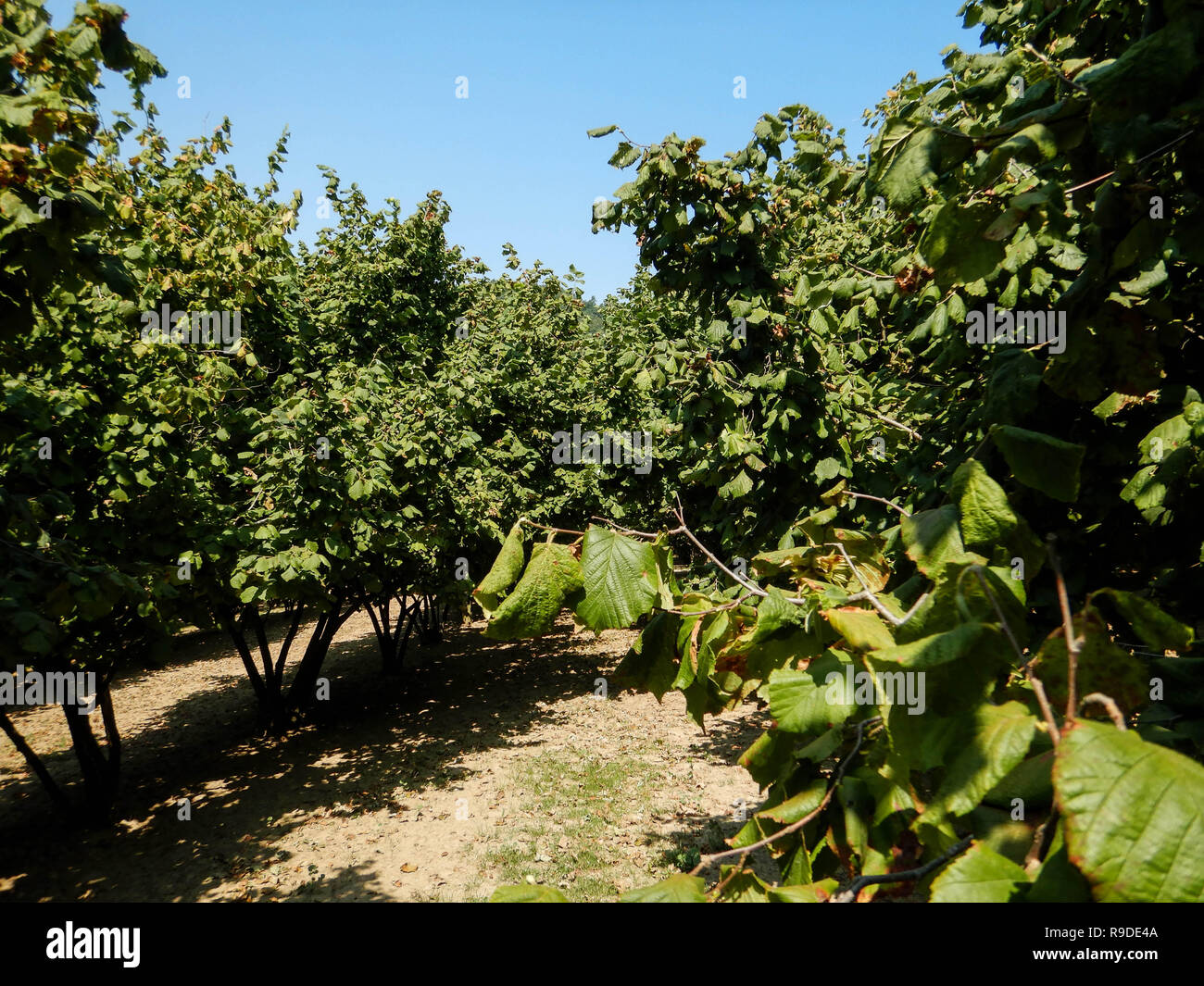 Field with hazelnut trees on the hills of Cortemilia, Piedmont Italy