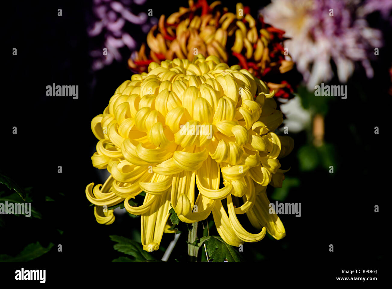 Asia chrysanthemum hi-res stock photography and images - Alamy