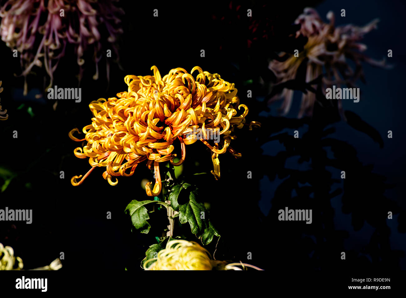 Asia chrysanthemum hi-res stock photography and images - Alamy