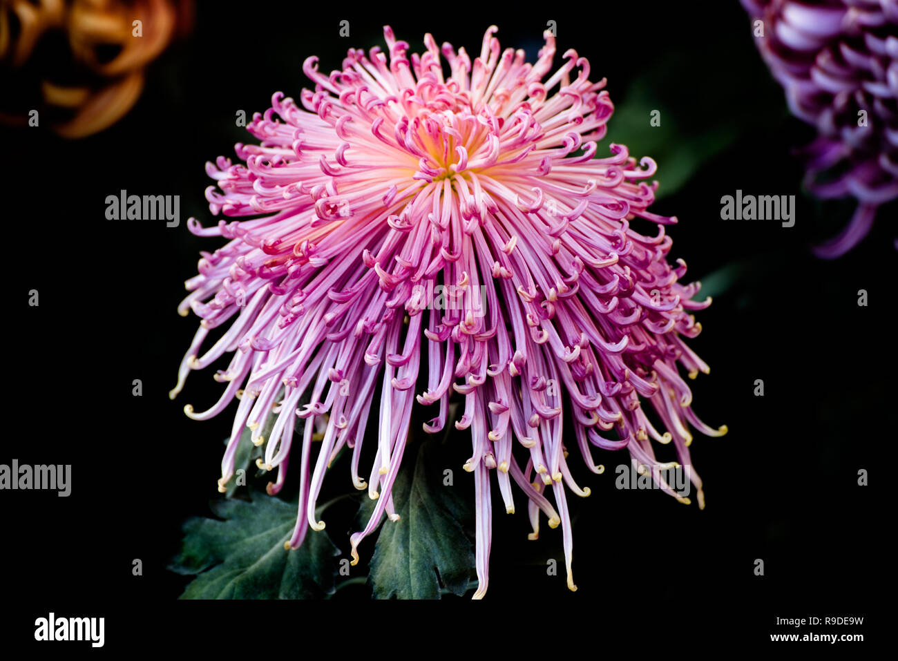 Asia chrysanthemum hi-res stock photography and images - Alamy