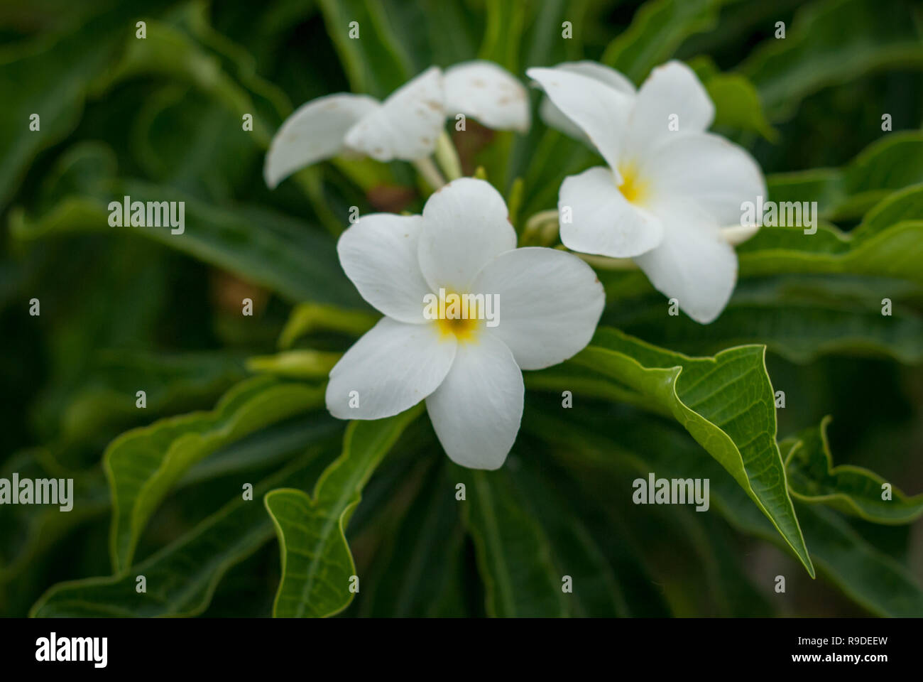 Adenium Tree High Resolution Stock Photography and Images - Alamy